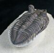 Rare Tower Eyed Erbenochile Trilobite - #7140-3